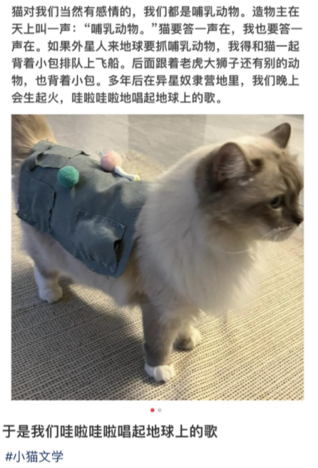 小猫文学是什么梗